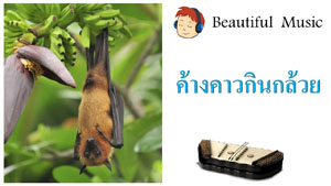 ค้างคาวกินกล้วย <br> Song Of Bats 