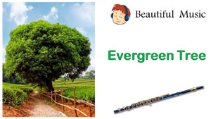 Evergreen Tree