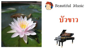 บัวขาว White Lotus 