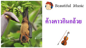 ค้างคาวกินกล้วย  Song Of Bats